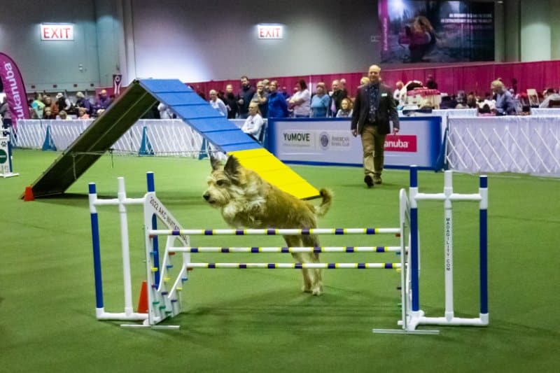 Dog participating in AKC Dog sport - agility