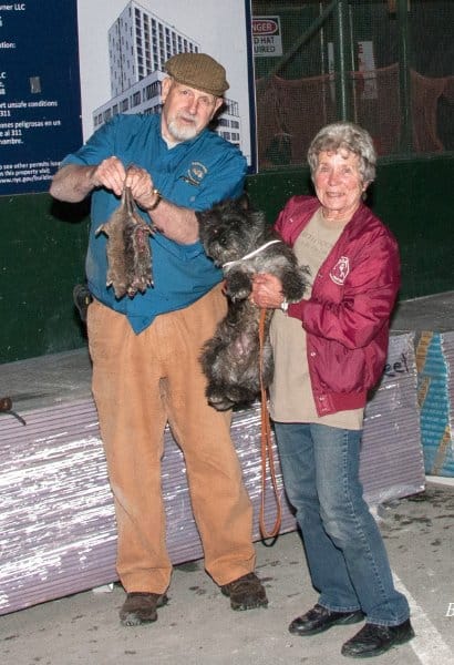 This Cairn Terrier, a Canadian and American Champion, and his breeder, Chicki Mair, show that the temperament and work ethic can be preserved in dogs bred with a purpose. This was ‘Dugall’s’ first try on the mean streets of New York.