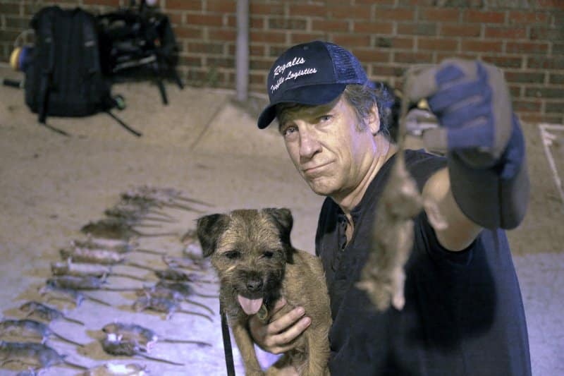Mike Rowe teamed up with Ch. Greywoode Merlin, RE, OA, AXJ, NF, ME, CAA, THD, RATO, TACh, NW1, CG, HC, VX to shoot a segment of Somebody’s Gotta Do It. ‘Merlin’ was the consummate hunter and Mike Rowe was an able handler. Together they accounted for several rats. Show dog and celebrity, keeping it real together. (Eric Glass photo)