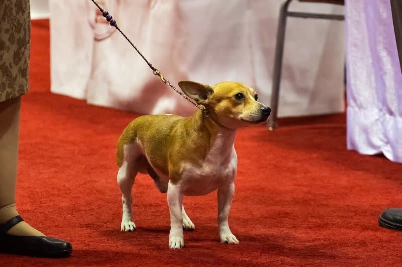 Best in Miscellaneous Group Barnett's Forever And A Day CM7 CAA DCAT, a Teddy Roosevelt Terrier known as “Everly,” owned by Tammy K Stefanie of Lakeland, FL and bred by Lesa Barnett won the Miscellaneous Breeds competition. Stephaniellen Photography (C) AKC