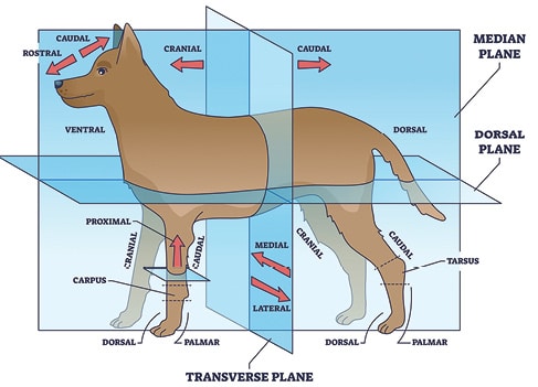 Illustration of Directional Terms in Dog Anatomy