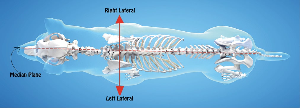 Figure 2. The Medial Line from Above