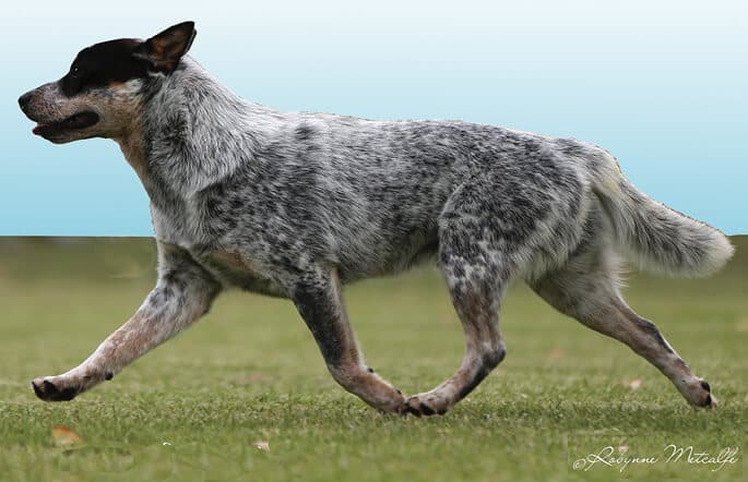 Figure 4. Australian Cattle Dog with Correct, Balanced Side Gait