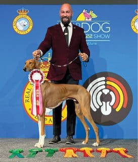 Figure 8. GCHB Starfire’s Kamikaze of Orisha, Best of Breed, Group 2 (FCI Group 10) RSCE, World Dog Show 2022, Madrid. (First-Ever AKC Recognized GCHB)