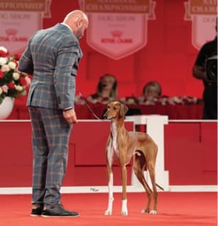 Figure 9. GCHB Starfire’s Kamikaze of Orisha, Best of Breed, Royal Canin AKC National Championship, participating in the Hound Group. (First-Ever AKC recognized GCHB)