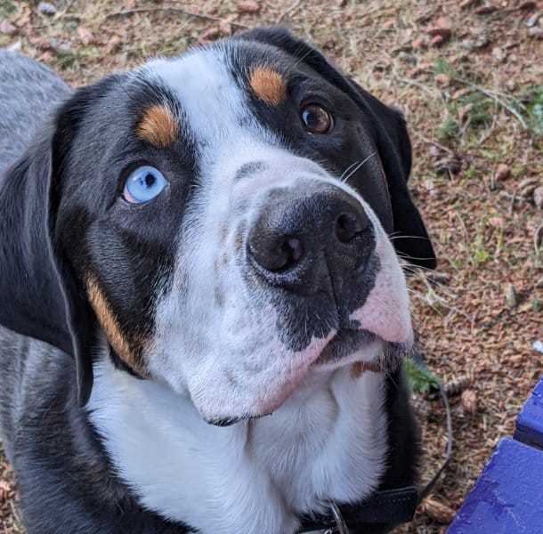 Greater Swiss Mountain Dog with one blue eye