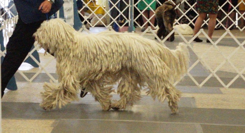 Komondor dog moving in the dog show ring