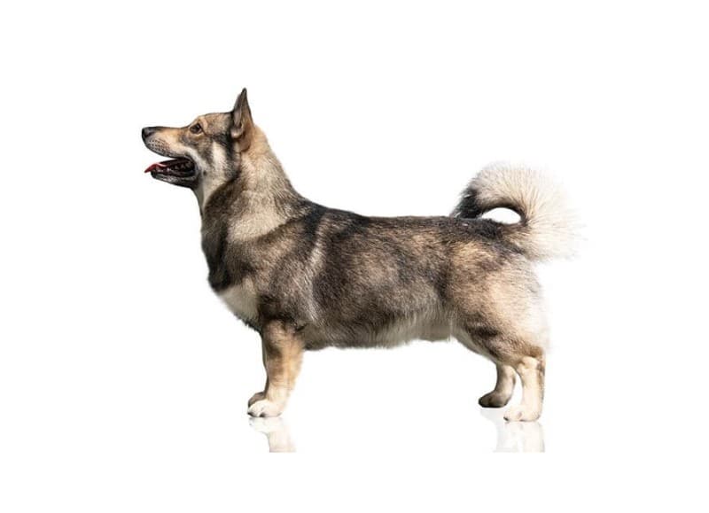 What Is A Swedish Vallhund Breed Dog