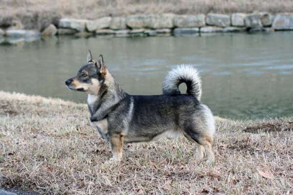 Side photo of a Swedish Vallhund dog standing in front of a pond