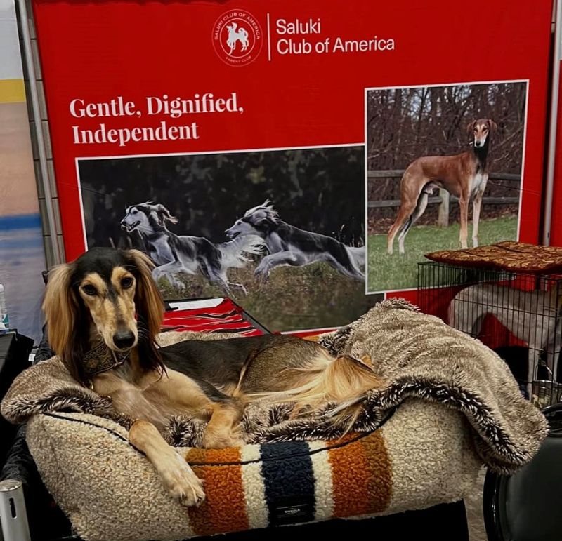 Meet the Breeds is stressful on the dogs? Just take a look at this Saluki taking it all in. (Rachel Wilson photo)