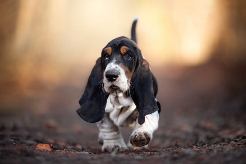 wijn Kamer Duidelijk maken The Basset Hound - A Short-Legged, Heavy-Boned Dog
