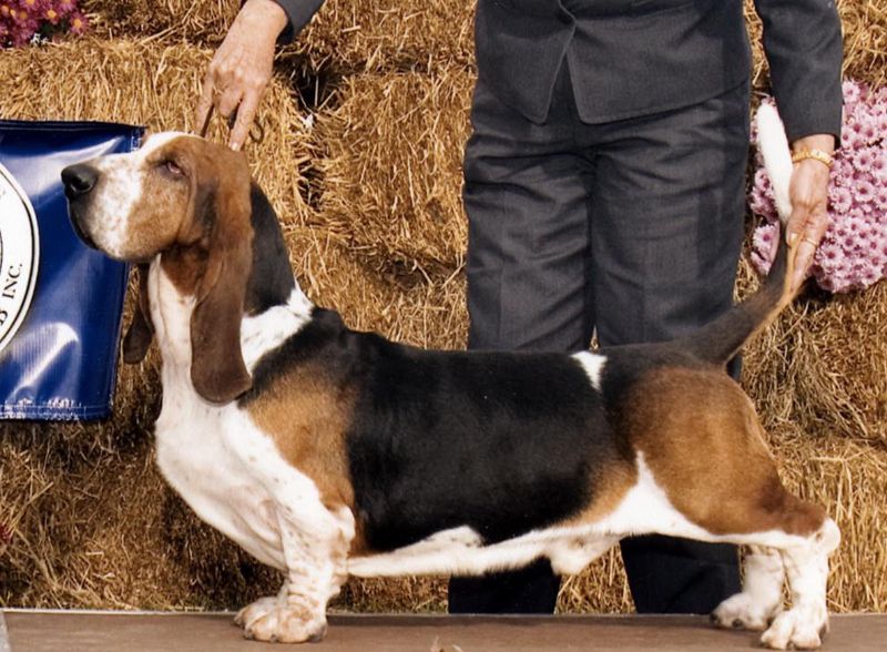 Front photo of a Basset Hound in the dog show ring