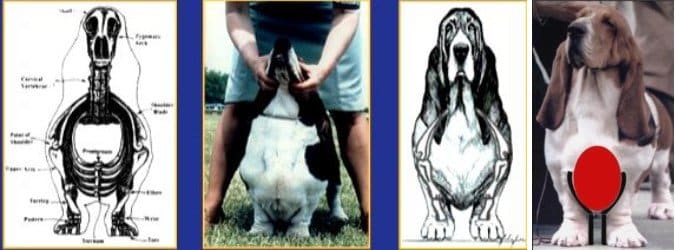 Illustrations and photos of Basset Hound front