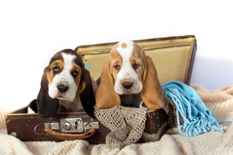 Two different colored Basset Hound puppies