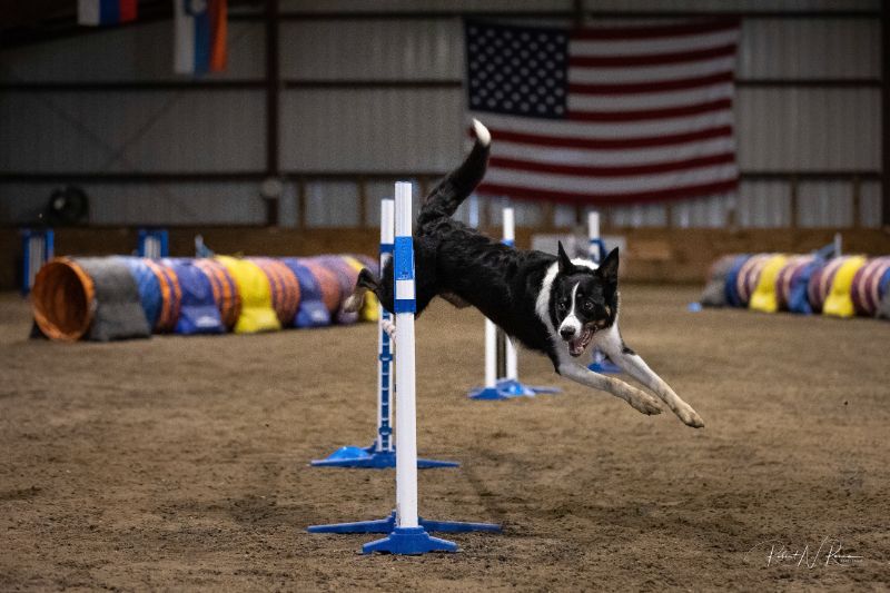 Border Collie running in a Agility trial