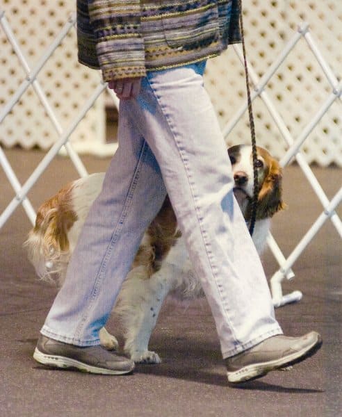 Performance in dogs - Welsh Springer Spaniel, ‘Dylan,’ is clearly distracted and not focused on handler, Merrielle Turnbull, in this heeling pattern.