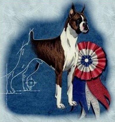 Illustration of a Boxer dog