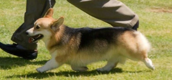 Side photo of the Pembroke Welsh Corgi moving in the dog show ring