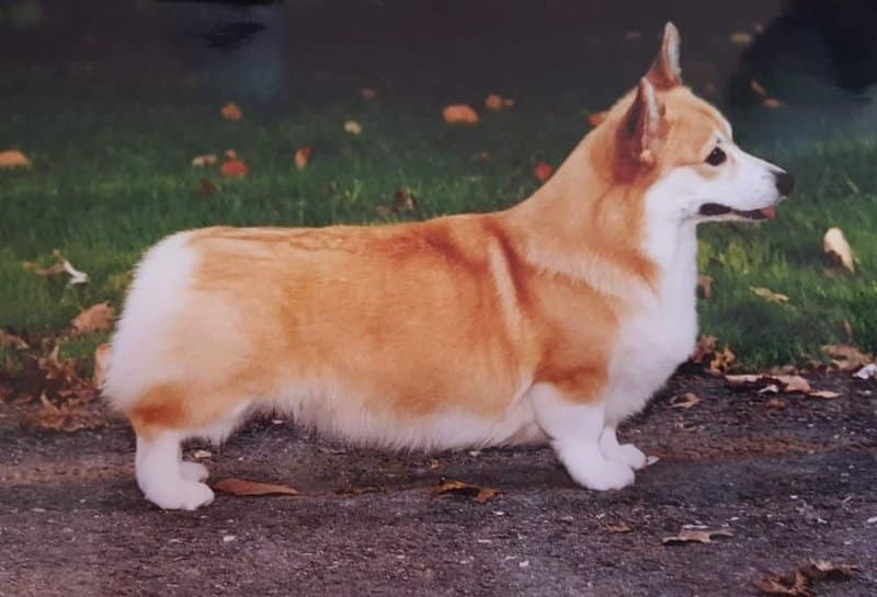 Side photo of the Pembroke Welsh Corgi dog
