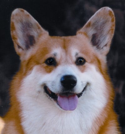 Front head photo of the Pembroke Welsh Corgi dog
