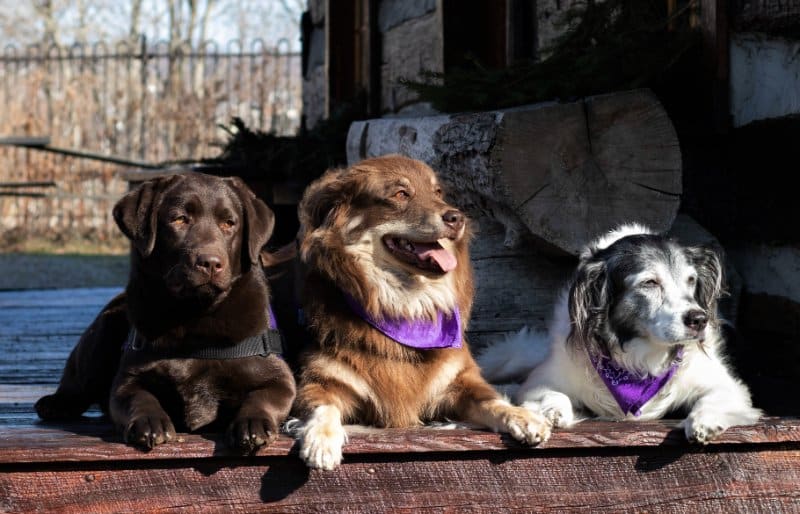 The three Canine Advocates of Crisis Center North (L to R- Rune, Ari, Penny)
