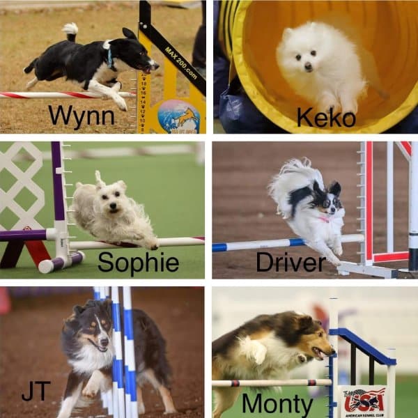 The canine teammates from AKC Agility League’s Regulation Division Champions 2022, WestRover’s Speed Squad.