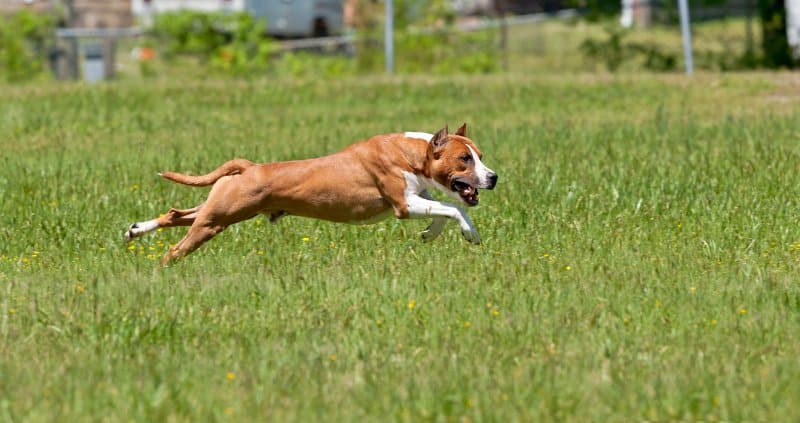 American Staffordshire Terrier running in the field
