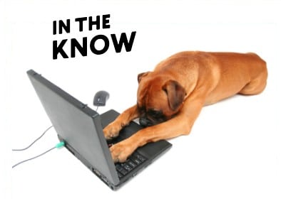 Dog browsing the web on a laptop