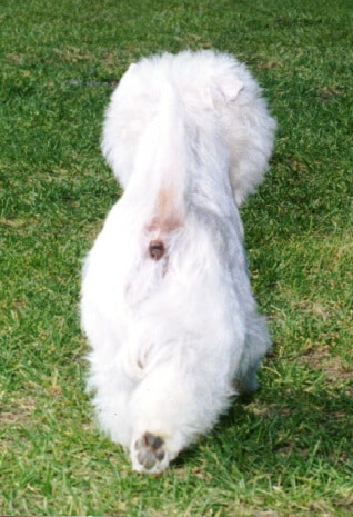 West Highland White Terrier back photo