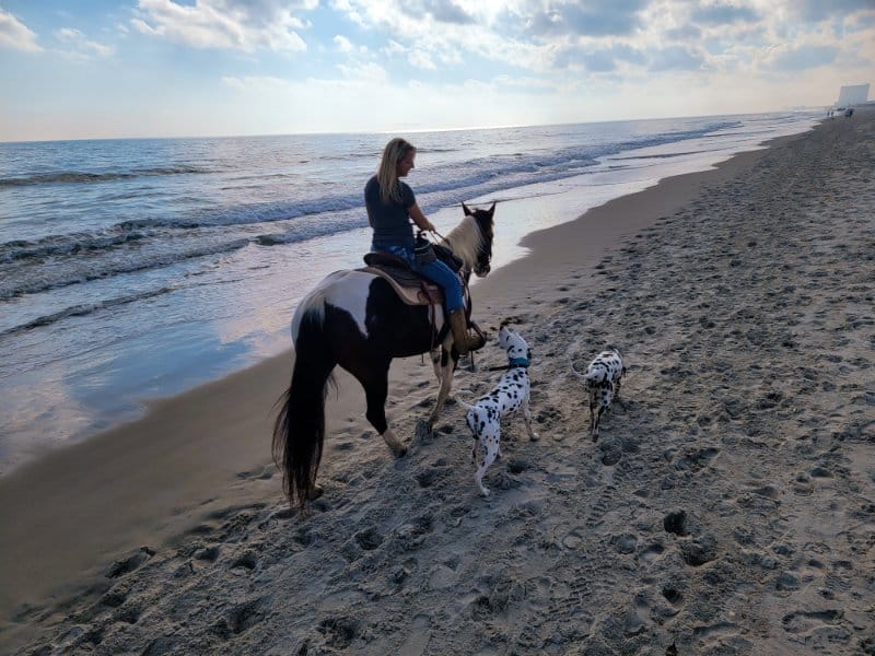 Amanda Gill on a horse with two Dalmatian dogs, walking on the beach