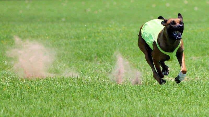 Sighthound dog running on the grass during lure coursing competition