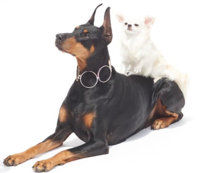 Doberman Pinscher with a smallwhite Chihuahua sitting on his back, white background