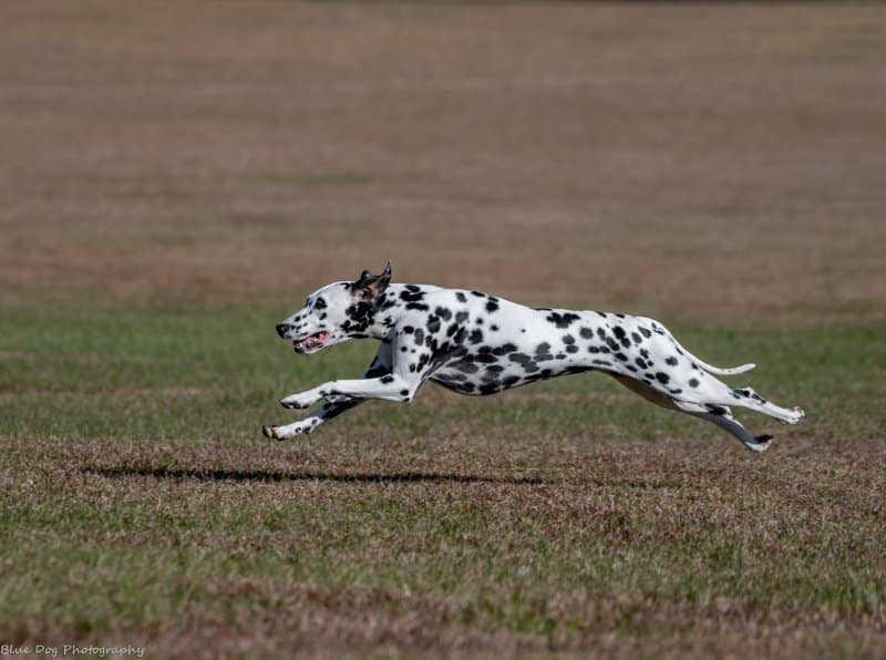 Side photo of a Dalmatian dog running