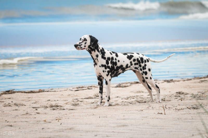 Side photo of a Dalmatian dog standing on a beach