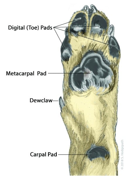 Figure 1. Forefoot from Beneath (Palmer View)