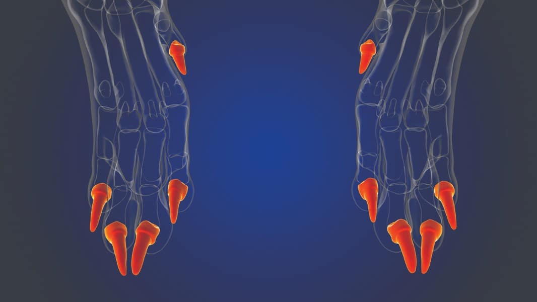 Figure 2. Distal Phalanx Bones (Toenails)