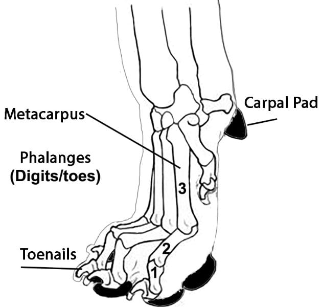 Figure 6. Structure of the Foot, Viewed from the Side (Lateral) View