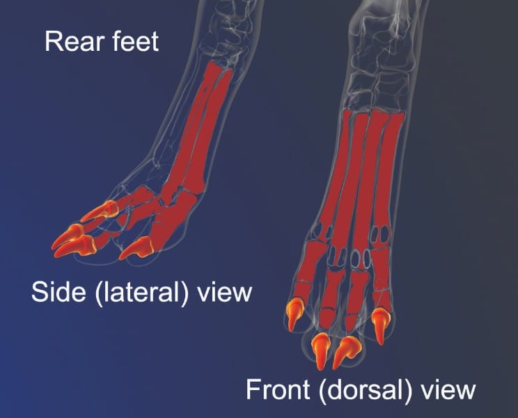 Figure 7. Rear Feet