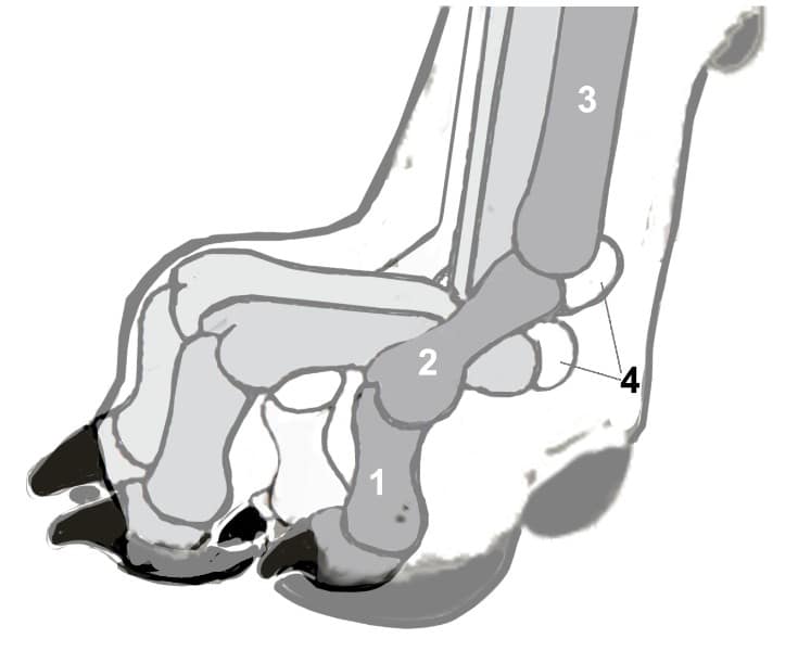 Figure 8. Correct Foot#1 & 2 – Toe Bones (Phalanx, Two Bones) #3 – Pastern (Metacarpal/Palm) Bones #4 – Sesamoid Bones