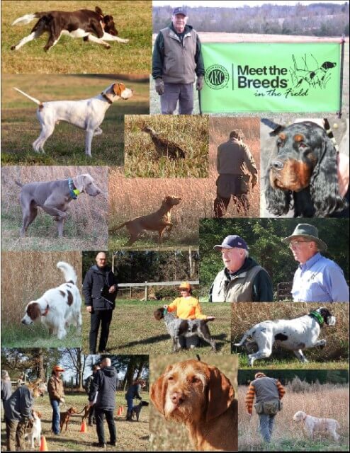 Meet the Breeds in the Field