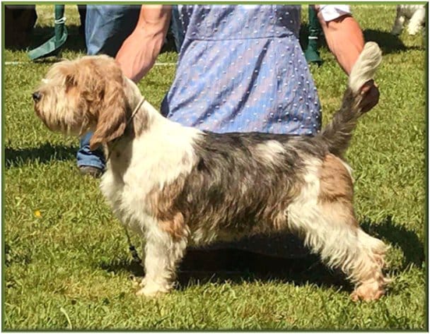 Petit Basset Griffon Vendeen side photo from a dog show ring
