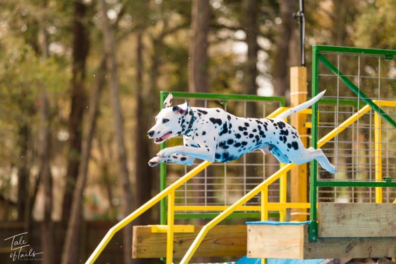 Side photo of a Dalmatian dog jumping into the pool