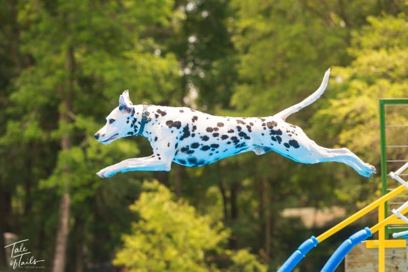 Side photo of a Dalmatian dog jumping into the pool
