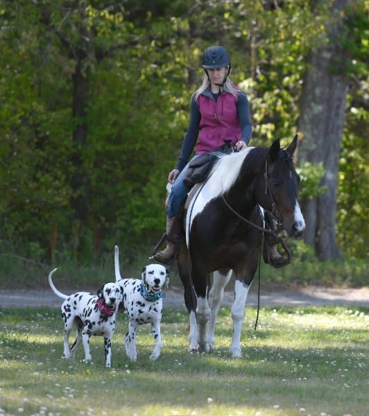 Amanda Gill on a horse with two Dalmatian dogs doing Road Dog trial