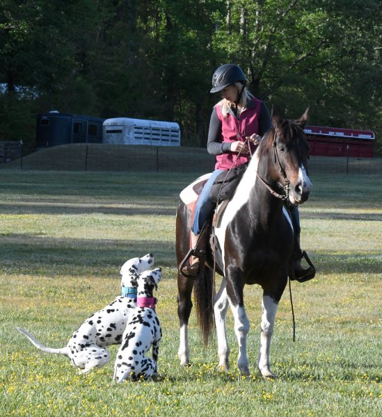 Amanda Gill on a horse with two Dalmatian dogs looking up to her