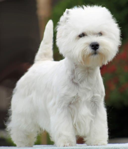 West Highland White Terrier front photo