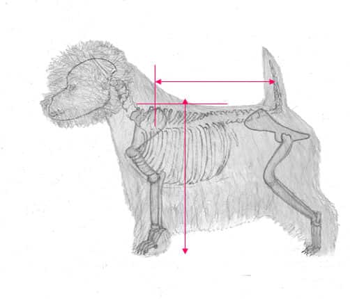 Illustration of West Highland White Terrier dog showing its proper structure under the coat