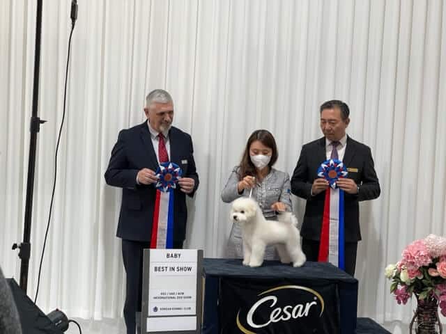 Walter Sommerfelt at the 2023 Korean Kennel Club Classic Dog Show