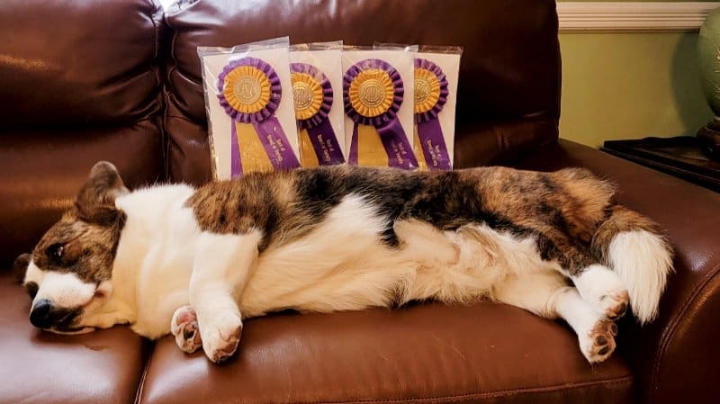 Cardigan Welsh Corgi laying on the couch with 4 accolades behind him
