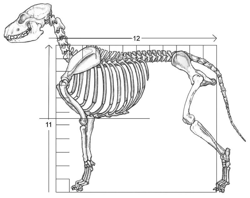 Figure A: Skeleton of an Average Dog (Slightly longer than tall, the distance from ground to elbow is equal to the distance from elbow to wither. Bottom of chest to elbow.)